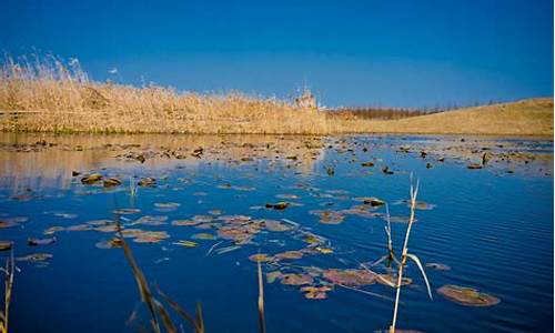 上海湿地公园的景点介绍_上海湿地公园的景