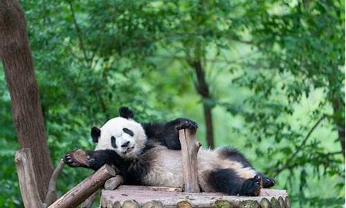 成都大熊猫繁育研究基地旅游攻略_成都大熊猫繁育研究基地旅游攻略图